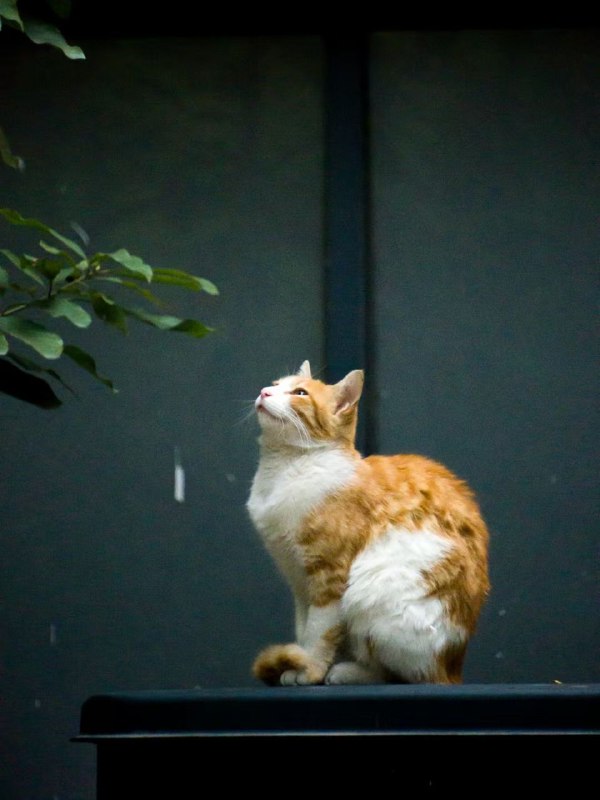 #猫