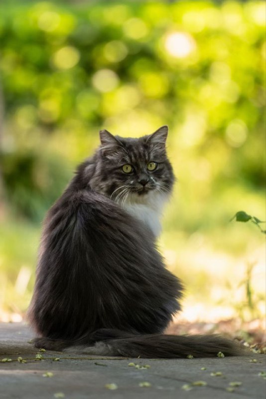 #猫猫#猫猫