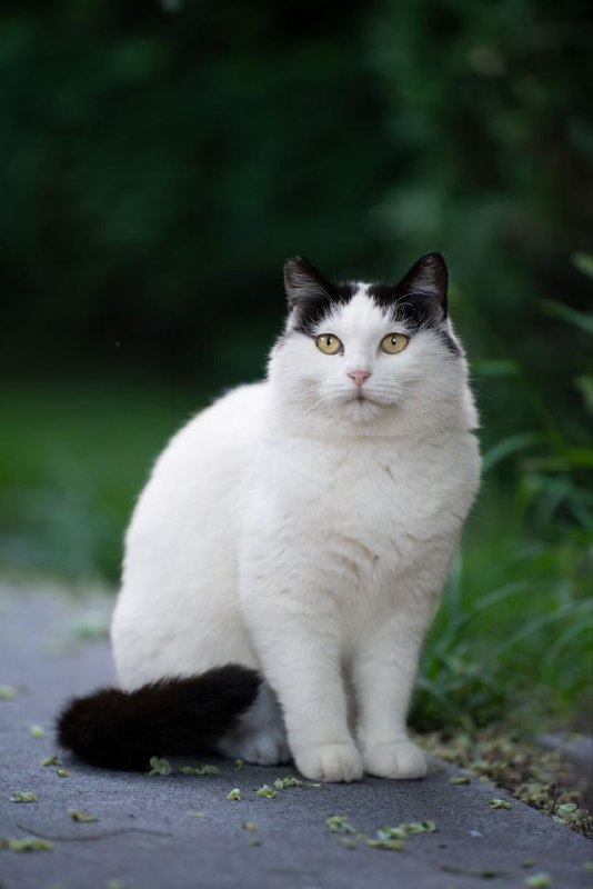 #猫猫#猫猫