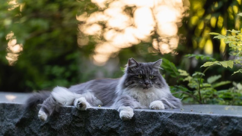 #猫猫#猫猫